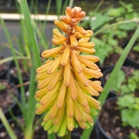 Kniphofia  'Moonstone'